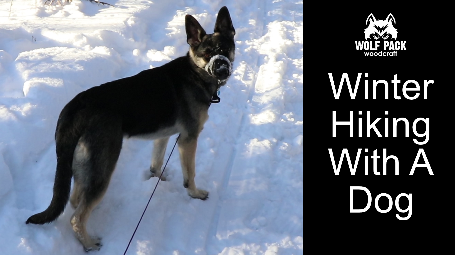 Hiking dog