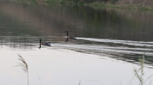 Geese at Glacial Lakes State Park 